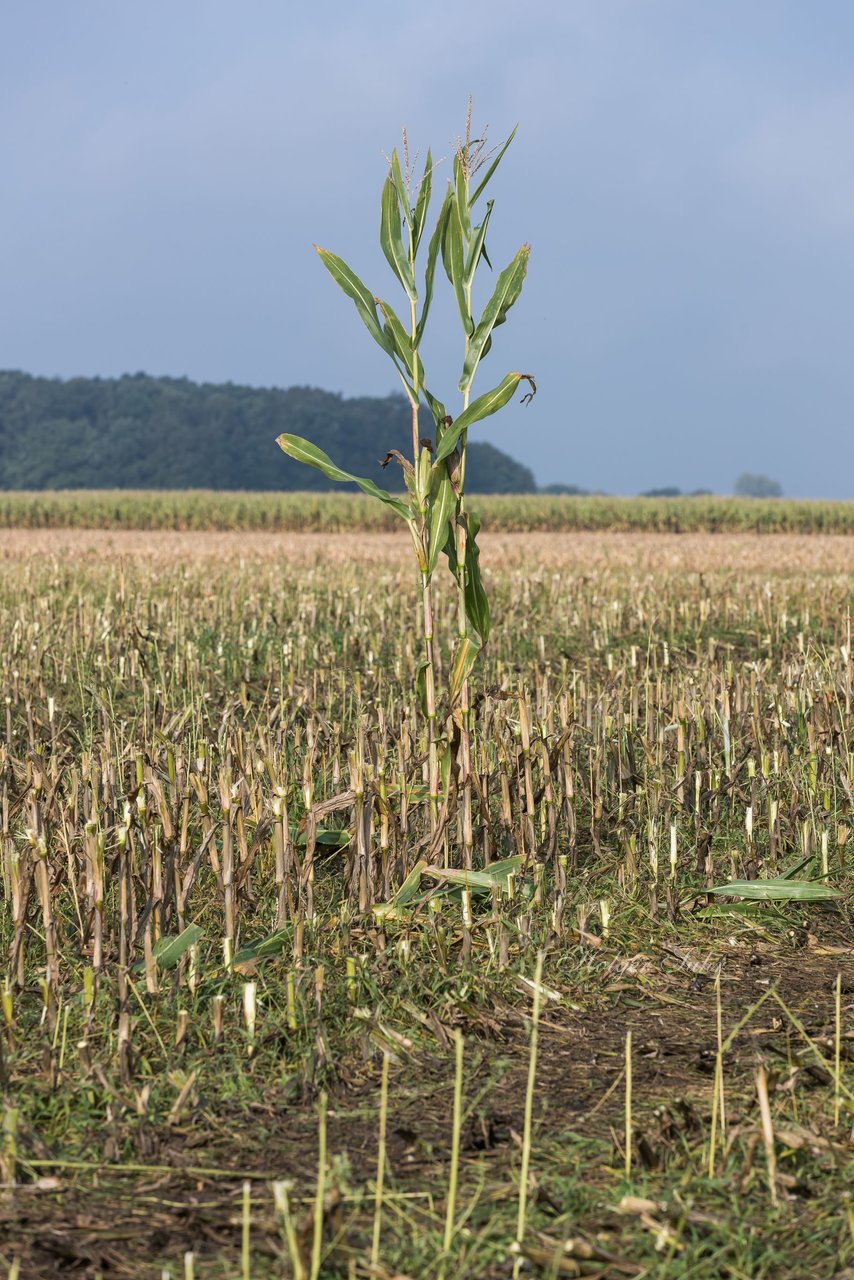 Bild 130 - Maisernte